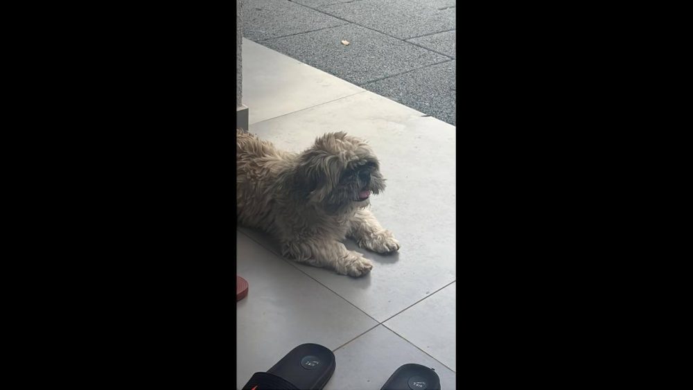 Imagem referente a Cachorro Lucky desapareceu no bairro Esmeralda