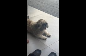 Cachorro Lucky desapareceu no bairro Esmeralda