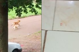 Briga de cachorro assusta moradores e pitbull deixa sangue dentro de casa