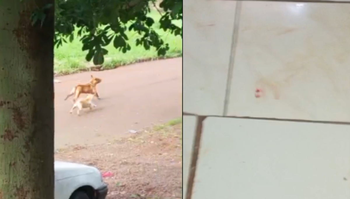 Briga de cachorro assusta moradores e pitbull deixa sangue dentro de casa