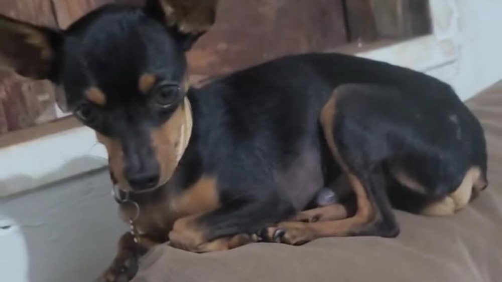 Imagem referente a Cachorro Capitão desapareceu no bairro Jardim Veneza
