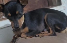 Cachorro Capitão desapareceu no bairro Jardim Veneza