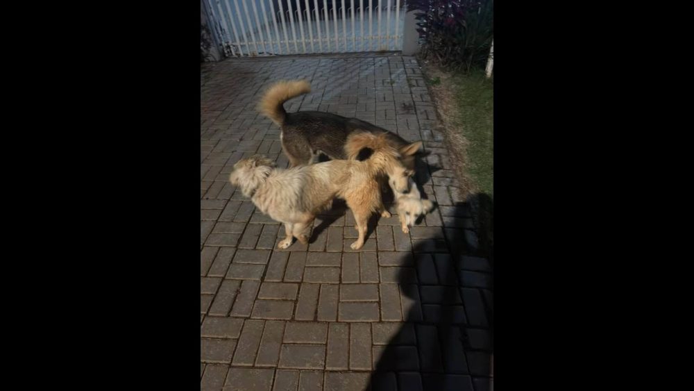 Imagem referente a Cachorro é encontrado no bairro Cancelli