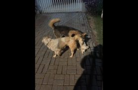 Cachorro é encontrado no bairro Cancelli
