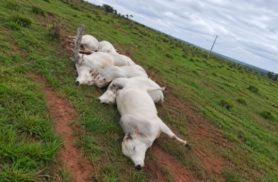 Cabo de alta tensão cai no pasto, mata sete touros e causa prejuízo de até R$ 160 mil no MS