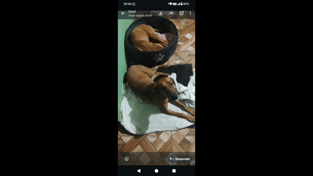 Imagem referente a Cachorro Thor desapareceu no bairro Canadá