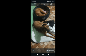 Cachorro Thor desapareceu no bairro Canadá