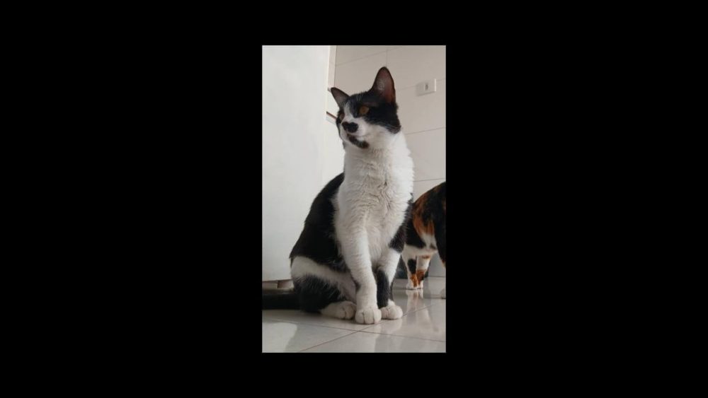 Imagem referente a Gato Oliver desapareceu no bairro Recanto Tropical