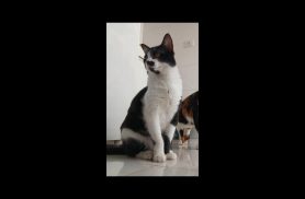 Gato Oliver desapareceu no bairro Recanto Tropical