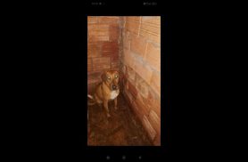 Cachorro Caramelo desapareceu no bairro Canadá