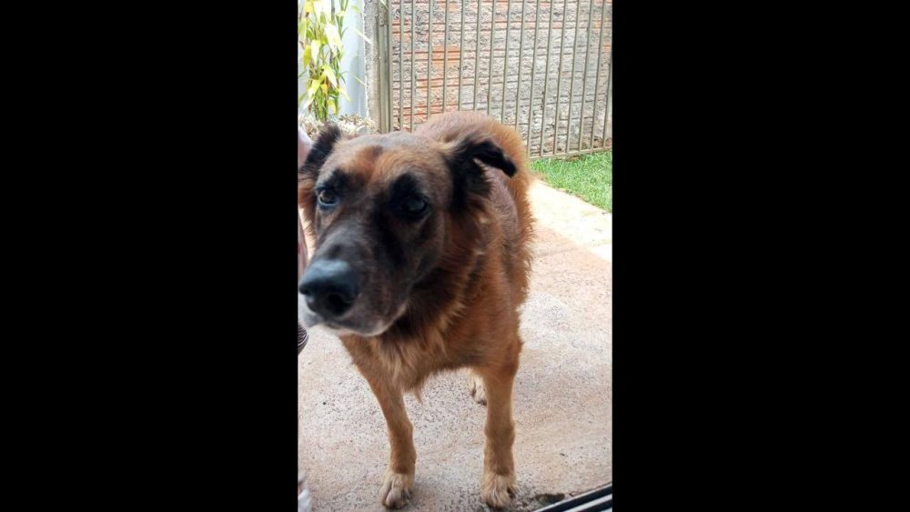 Imagem referente a Cachorro Chico desapareceu no bairro Jardim Colméia