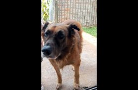 Cachorro Chico desapareceu no bairro Jardim Colméia
