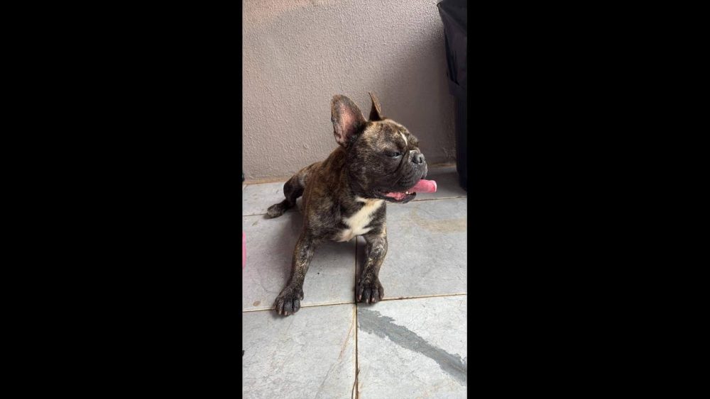 Imagem referente a Cachorro é encontrado no bairro Periolo