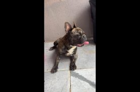 Cachorro é encontrado no bairro Periolo
