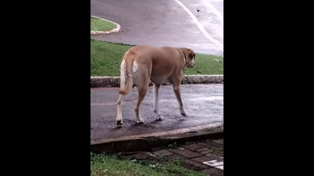Imagem referente a Cachorra é encontrada no bairro Região do Lago