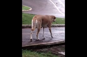 Cachorra é encontrada no bairro Região do Lago