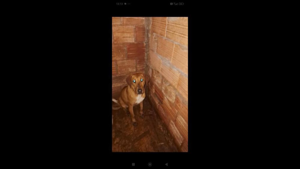 Cachorro Caramelo desapareceu no bairro Canadá Imagem referente a Cachorro Caramelo desapareceu no bairro Canadá