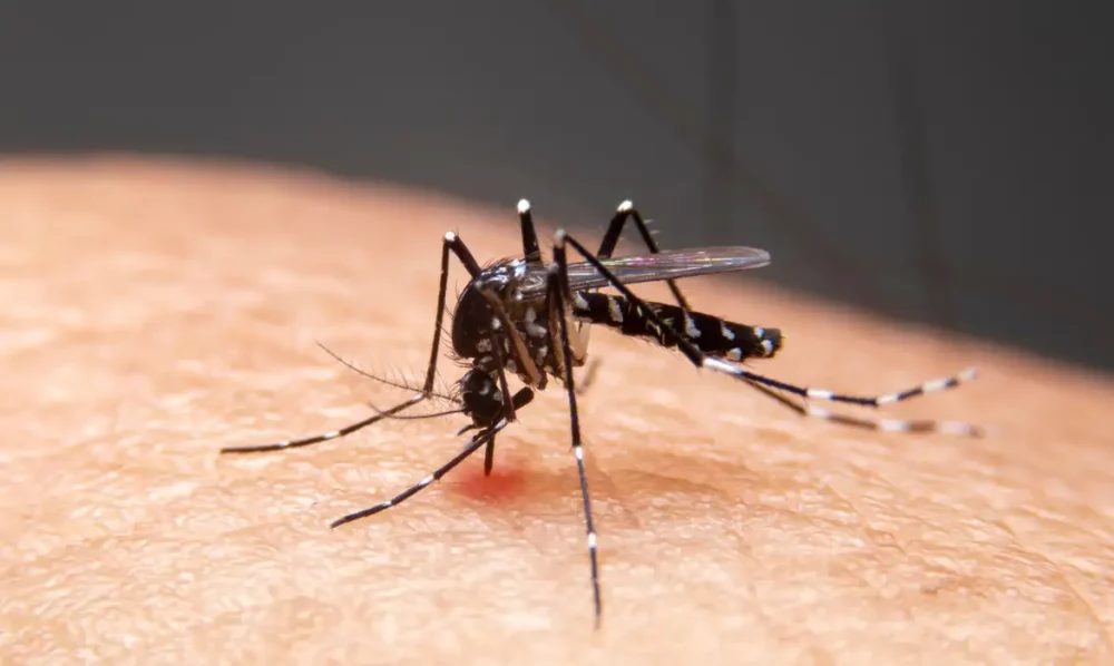 Imagem referente a Mudanças climáticas já causam aumento de doenças infecciosas no país