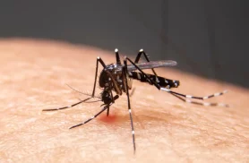 Mudanças climáticas já causam aumento de doenças infecciosas no país Mudanças climáticas já causam aumento de doenças infecciosas no país