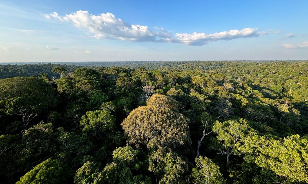 Imagem referente a Amazônia e Cerrado evitaram emissões equivalentes às do Japão