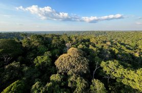 Amazônia e Cerrado evitaram emissões equivalentes às do Japão