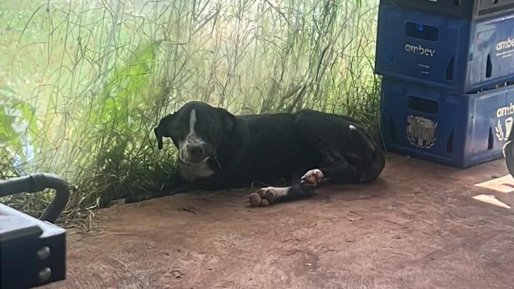 Imagem referente a Cachorra ferida entra em quintal e moradora faz apelo para resgate e atendimento veterinário no Cascavel Velho