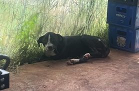 Cachorra ferida entra em quintal e moradora faz apelo para resgate e atendimento veterinário no Cascavel Velho