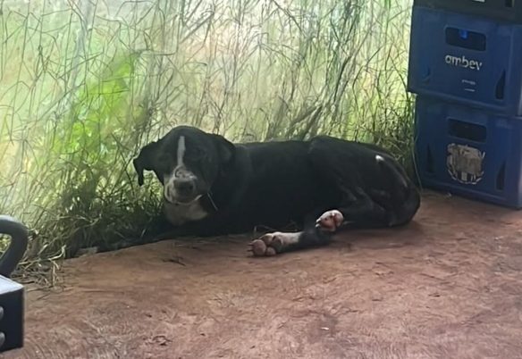 Cachorra ferida entra em quintal e moradora faz apelo para resgate e atendimento veterinário no Cascavel Velho