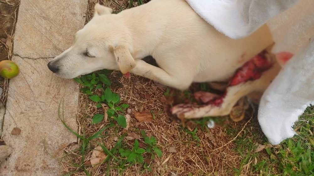 Imagem referente a Cachorro precisa de socorro urgente após ser atropelado em Cascavel