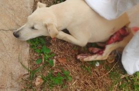 Cachorro precisa de socorro urgente após ser atropelado em Cascavel