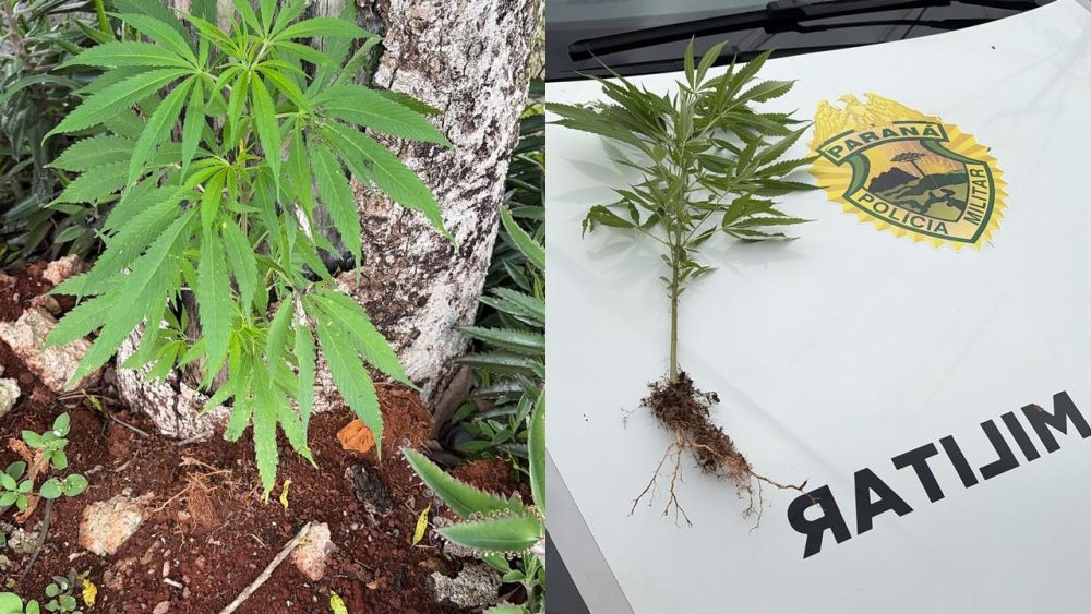 Imagem referente a Pé de maconha plantado em via pública é apreendido pela Polícia Militar em Cascavel