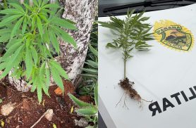 Pé de maconha plantado em via pública é apreendido pela Polícia Militar em Cascavel Pé de maconha plantado em via pública é apreendido pela Polícia Militar em Cascavel