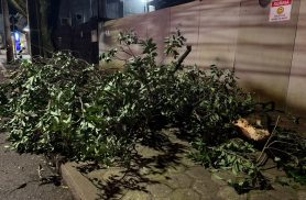 Corpo de Bombeiros realiza poda de árvore que oferecia riscos no Centro de Cascavel