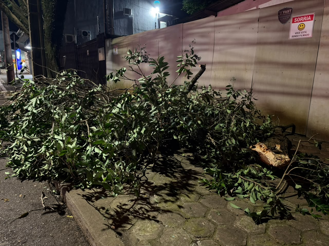 Corpo de Bombeiros realiza poda de árvore que oferecia riscos no Centro de Cascavel